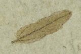 Fossil Weevil and Leaf - Green River Formation, Utah #101575-2
